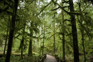 path through a mossy rainforest (Cathedral Grove, Vancouver Island, British Columbia)